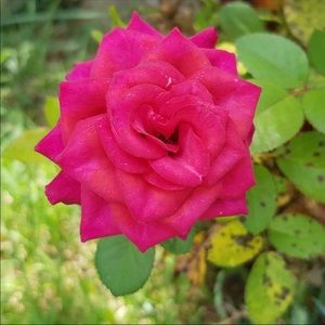 Meet your Posher, Rebecca